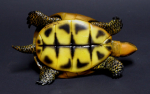 Thumbnail Image: Eastern Box Turtle Carving by Christensen