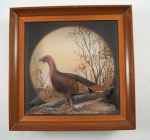 Click to view Turkey Game Bird Diorama by J.Q. Whipple #6  photos